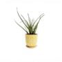 Liberte Pot With Saucer – Chive – Yellow Flowers – 3.25″